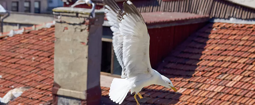 Residential Chimney Animal Removal Solution in Friendswood, TX